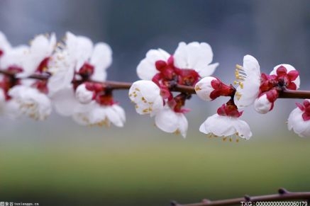 浙江新昌創(chuàng)建森林康養(yǎng)小縣 林業(yè)行業(yè)生產(chǎn)總值達(dá)70億元