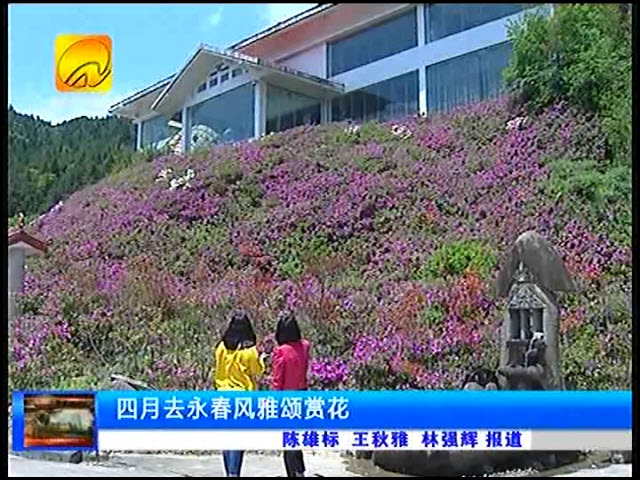 永春雪山風(fēng)雅頌映山紅爭(zhēng)艷 四月踏青出游好去處