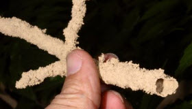 泉州白蟻防治收費(fèi)有哪些規(guī)定