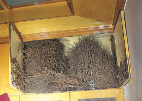 泉州無人居住書房驚現(xiàn)巨型白蟻巢